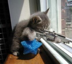 Evil Kittens With Guns